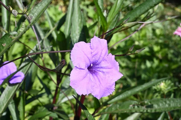 Hermosas Flores Que Crecen Jardín Verano Día Soleado — Foto de Stock