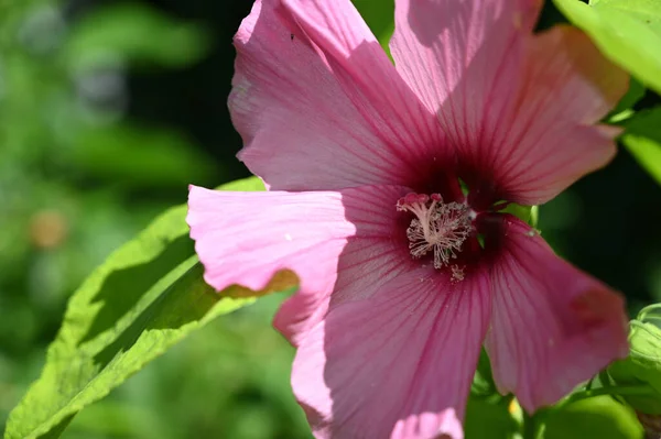 Belas Flores Crescendo Jardim Verão Dia Ensolarado — Fotografia de Stock