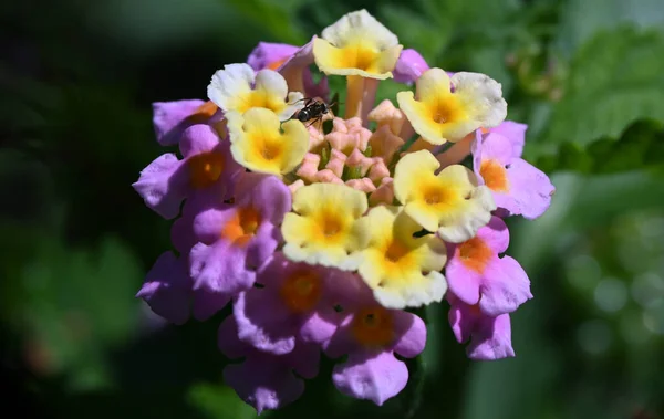 Красиві Квіти Ростуть Саду Літній Сонячний День — стокове фото