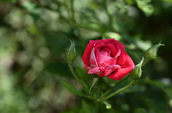 Vackra Blommor Xer Trã Dgã Rden Sommaren Solig Dag — Stockfoto