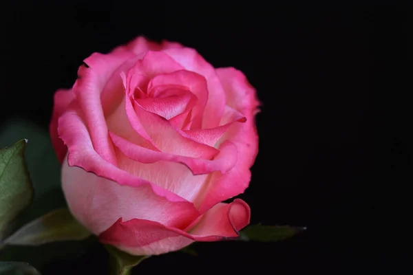 Красива Троянда Темному Фоні Літня Концепція Близький Вид — стокове фото