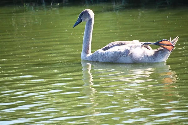 Schöner Weißer Schwan Schwimmt Sommertagen Auf Der Wasseroberfläche Des Sees — Stockfoto