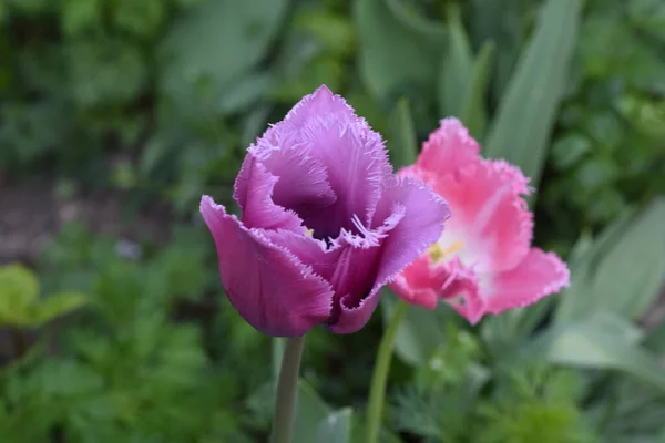 Beautiful Flowers Growing Garden Summer Sunny Day — Stock Photo, Image