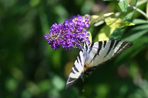 Bellissimi Fiori Che Crescono Giardino Estate Giornata Sole — Foto Stock