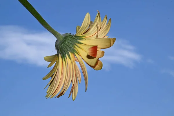 Gyönyörű Gerbera Virág Égen Háttér Nyári Koncepció Közelről — Stock Fotó
