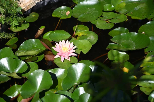 Belle Floraison Lotus Poussant Dans Étang Jour Été — Photo