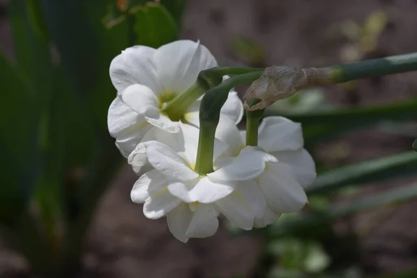 Krásné Květiny Rostoucí Zahradě Létě Slunečný Den — Stock fotografie