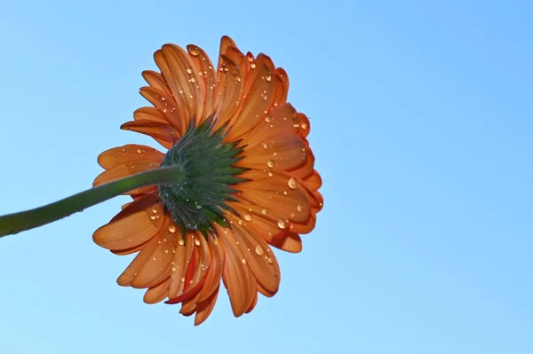 Όμορφη Ζέρμπερα Λουλούδι Στον Ουρανό Φόντο Έννοια Του Καλοκαιριού Κοντινή — Φωτογραφία Αρχείου