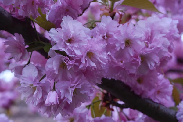 Vackra Blommor Xer Trã Dgã Rden Sommaren Solig Dag — Stockfoto