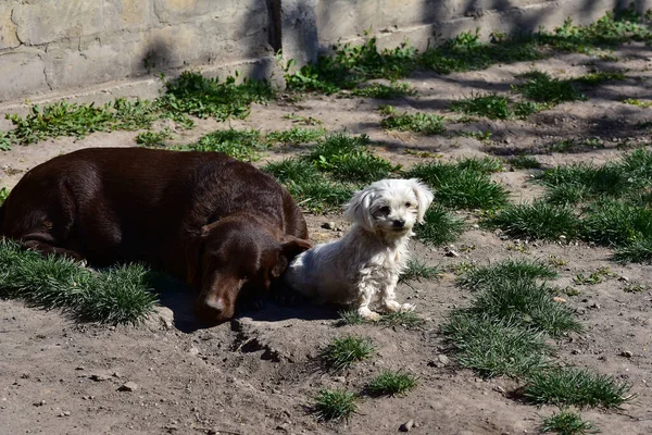 Şirin Köpekler Yaz Günü Dışarıda Eğleniyorlar — Stok fotoğraf