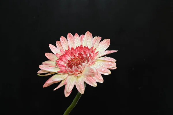 Hermosas Flores Sobre Fondo Oscuro — Foto de Stock