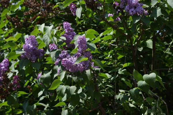 Bellissimi Fiori Che Crescono Giardino Estate Giornata Sole — Foto Stock