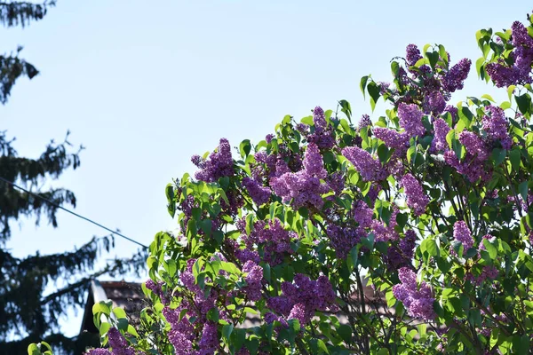 Güneşli yaz gününde bahçede yetişen güzel çiçekler. 
