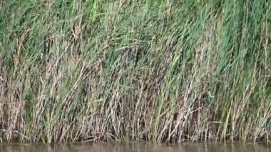 Güneşli bir günde nehir kıyısında büyüyen büyük çimlerin resimsel görüntüsü