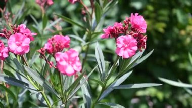 Güneşli bir günde bahçede büyüyen güzel çiçekler. 