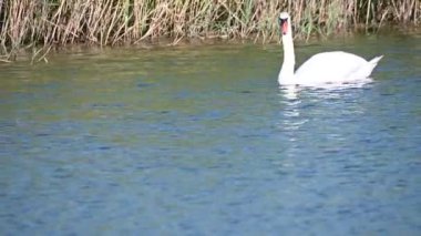 Yaz günü göl suyunda yüzen güzel bir kuğu. 