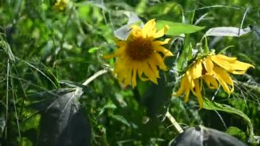 Güneşli bir günde bahçede büyüyen güzel çiçekler. 