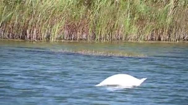Schöner Schwan Schwimmt Sommertag Auf Der Wasseroberfläche Des Sees — Stockvideo