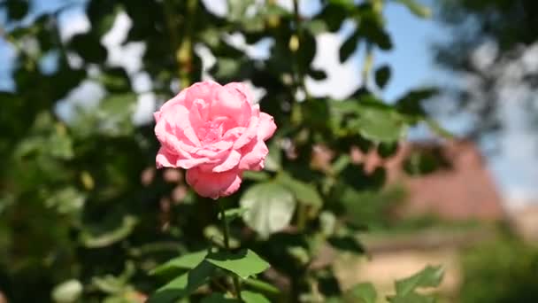 Bellissimo Fiore Rosa Che Cresce Giardino Nella Giornata Sole — Video Stock