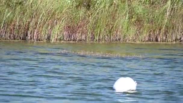 Красивый Лебедь Плавает Поверхности Озера Летний День — стоковое видео