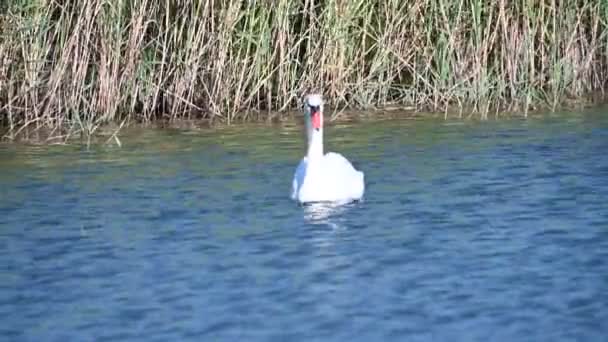 Bellissimo Cigno Che Nuota Sulla Superficie Dell Acqua Del Lago — Video Stock