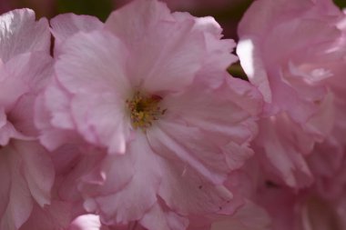 Güneşli yaz gününde bahçede yetişen güzel çiçekler. 