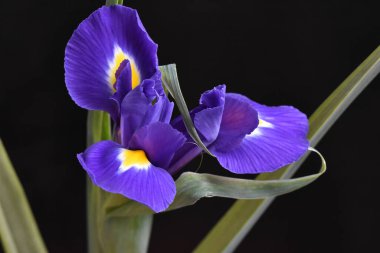 Koyu arkaplanda güzel çiçekler, yaz konsepti, yakın manzara  