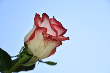 Gökyüzü arka planında güzel bir gül, yaz konsepti, yakın manzara  