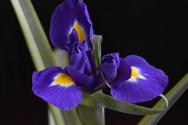 Koyu arkaplanda güzel çiçekler, yaz konsepti, yakın manzara  