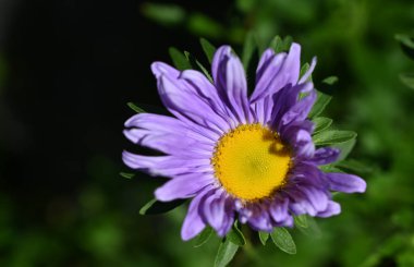 Güneşli yaz gününde bahçede yetişen güzel çiçekler. 
