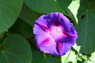 Güneşli yaz gününde bahçede yetişen güzel çiçekler. 