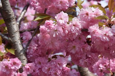 Güneşli yaz gününde bahçede yetişen güzel çiçekler. 