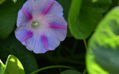 Güneşli yaz gününde bahçede yetişen güzel çiçekler. 