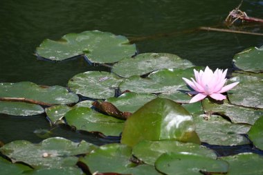 Güzel çiçek açan nilüfer çiçekleri yaz günü gölette büyür. 