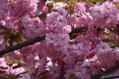 Güneşli yaz gününde bahçede yetişen güzel çiçekler. 