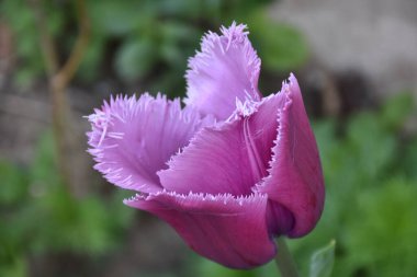 Güneşli yaz gününde bahçede yetişen güzel çiçekler. 