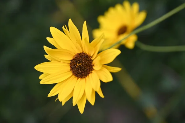 Vackra Blommor Xer Trã Dgã Rden Sommaren Solig Dag — Stockfoto