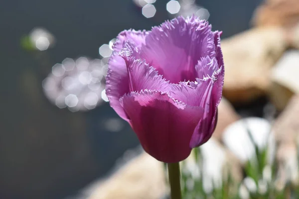 Hermosas Flores Que Crecen Jardín Verano Día Soleado — Foto de Stock