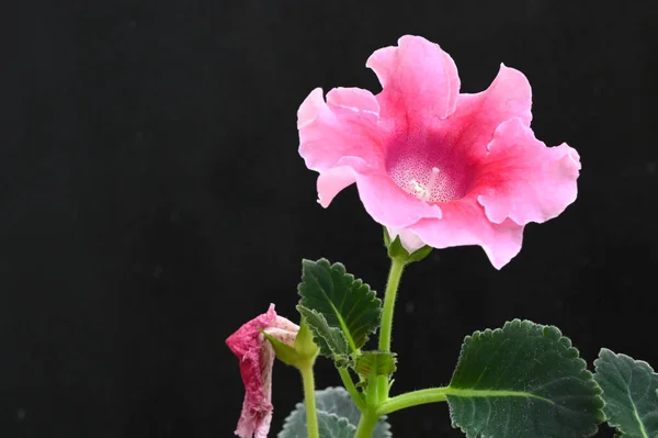 Gyönyörű Virág Sötét Háttér Nyári Koncepció Közelről — Stock Fotó