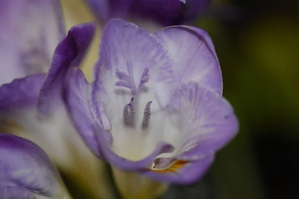 Bellissimi Fiori Sfondo Scuro Concetto Estivo Vista Vicino — Foto Stock