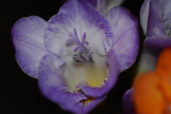 Mooie Bloemen Donkere Achtergrond Zomerconcept Close View — Stockfoto