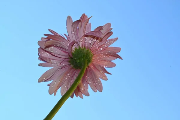 Beautiful Gerbera Flower Sky Background Summer Concept Close View — Stock Photo, Image