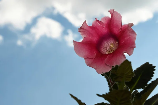 空を背景にした美しい花夏のコンセプト近景 — ストック写真