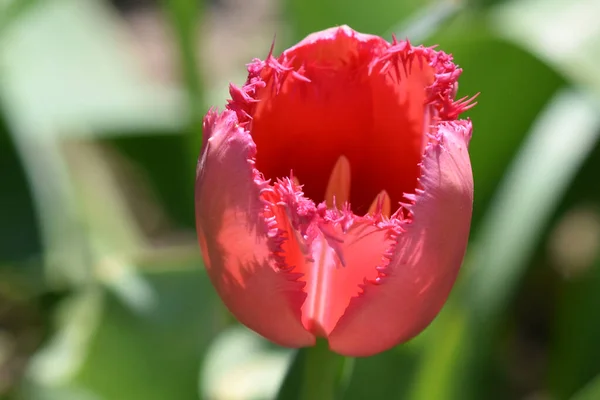 Hermosas Flores Que Crecen Jardín Verano Día Soleado — Foto de Stock