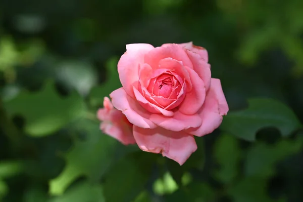 Hermosas Flores Que Crecen Jardín Verano Día Soleado — Foto de Stock