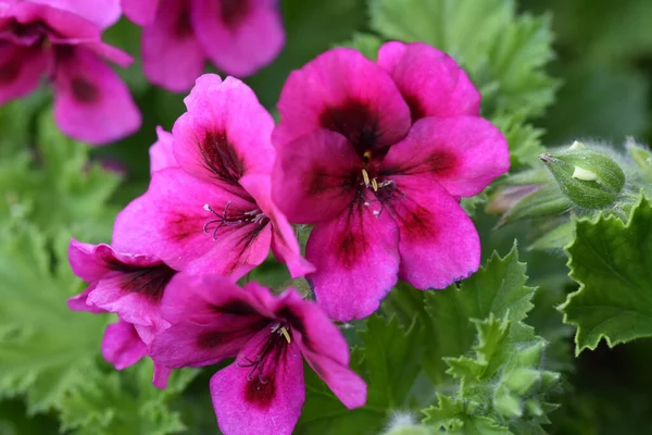 Mooie Bloemen Groeien Tuin Zomer Zonnige Dag — Stockfoto