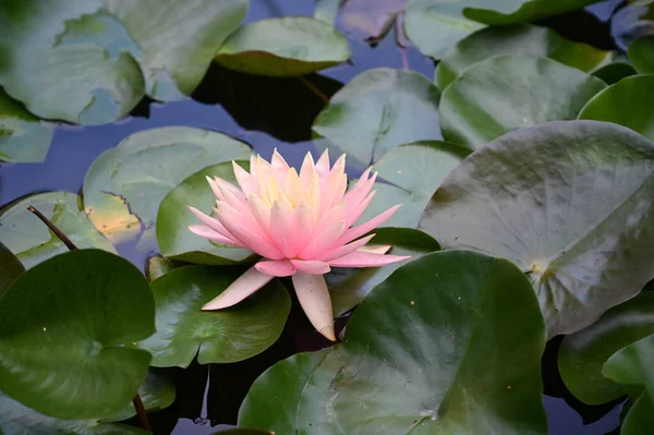 Güzel çiçek açan nilüfer çiçekleri yaz günü gölette büyür. 