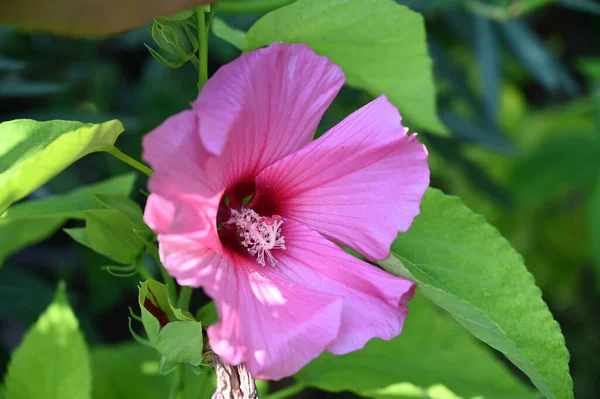 夏日阳光明媚的花园里 盛开着美丽的花朵 — 图库照片