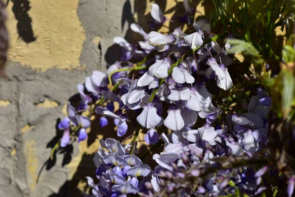 Schöne Blumen Wachsen Garten Sonnigen Sommertag — Stockfoto