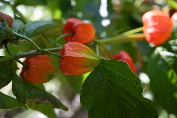 Belles Fleurs Poussant Dans Jardin Journée Ensoleillée Été — Photo